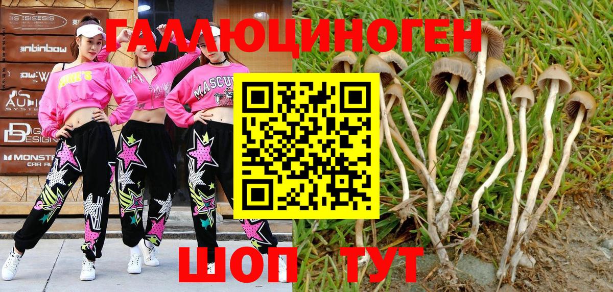 Псилоцибиновые грибы Cubensis  Галлюциногенные грибы прущие грибы  Будённовск 